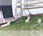 Small Photo #12 Labrador Retriever Puppy For Sale in ST PETERSBURG, FL, USA