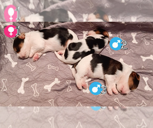 Biewer Yorkie Puppy for Sale in GRANBURY, Texas USA