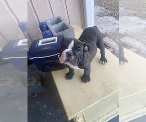 English Bulldog Puppy for sale in MEMPHIS, TN, USA