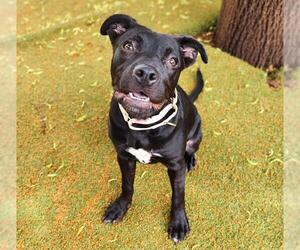 Mutt Dogs for adoption in Minneapolis, MN, USA