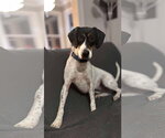 Small #2 American Foxhound-Beagle Mix