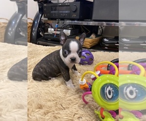 Boston Terrier Puppy for sale in FREDONIA, KS, USA