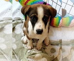 Small Boxer Mix