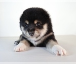 Small #1 Shiba Inu