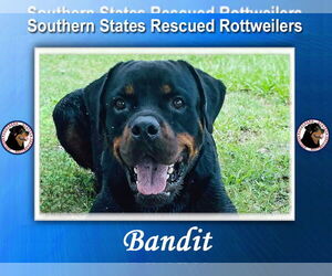 Rottweiler Dogs for adoption in White Hall, AR, USA