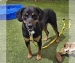 Small #1 Labrador Retriever Mix