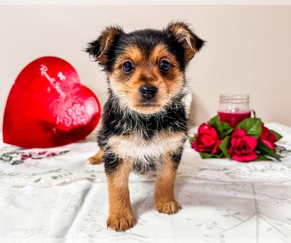 Medium Photo #6 Yoranian Puppy For Sale in WAKARUSA, IN, USA