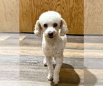 Small #1 Poodle (Miniature)