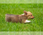 Small #4 Pembroke Welsh Corgi