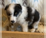 Small #2 Shetland Sheepdog