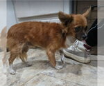 Small #1 Chihuahua Mix