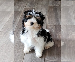 Biewer Terrier Puppy for Sale in BAKERSFIELD, California USA