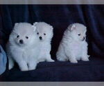 Small #1 Pomeranian