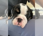 Small #5 English Bulldog