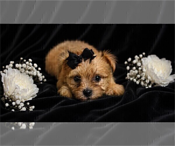 Medium Photo #2 Yorkshire Terrier Puppy For Sale in NEW YORK, NY, USA