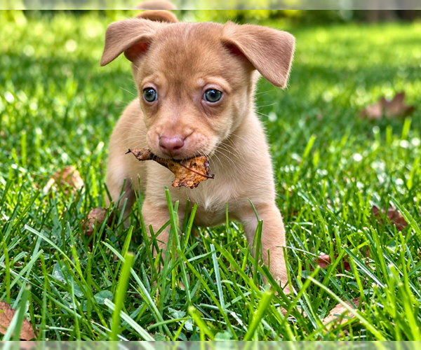 Medium Photo #4 Chihuahua-Unknown Mix Puppy For Sale in Plainfield, IL, USA
