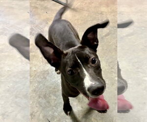 Gamora and Nebula - Female Labrador Retriever-Unknown Mix Dog for Adoption - Photo #4