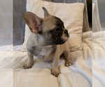 Small #4 French Bulldog