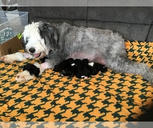 Mother of the Sheepadoodle puppies born on 02/09/2020