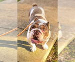 Small #13 Bulldog Mix