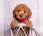Small Photo #84 Goldendoodle (Miniature) Puppy For Sale in WARSAW, IN, USA