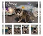 Small Photo #5 Pomsky Puppy For Sale in NILES, OH, USA