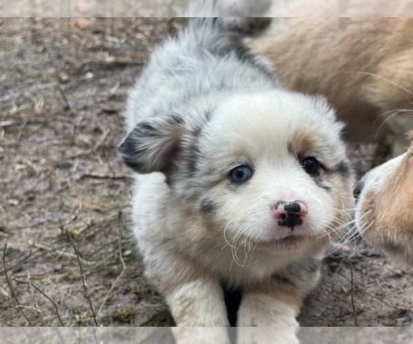 Medium Photo #3 Aussie-Corgi Puppy For Sale in ESPERANCE, NY, USA