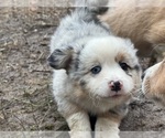 River - Female Aussie-Corgi Puppy for Sale - Photo #3