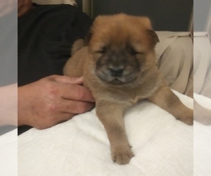 Chow Chow Puppy for sale in OKC, OK, USA