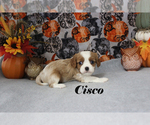 Small Photo #37 Cavalier King Charles Spaniel Puppy For Sale in CHANUTE, KS, USA