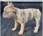 Small #4 French Bulldog