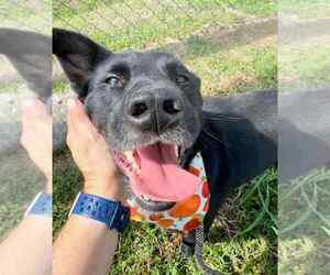 Mutt Dogs for adoption in Abbeville, LA, USA