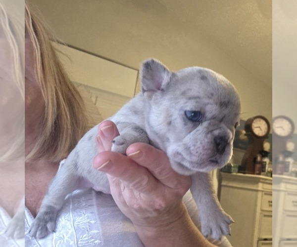 Medium Photo #7 French Bulldog Puppy For Sale in FT MYERS, FL, USA