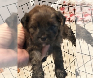 Morkie-Yorkshire Terrier Mix Puppy for sale in WHITE OAK, GA, USA