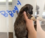 Small Photo #9 Shih Tzu Puppy For Sale in ORLANDO, FL, USA