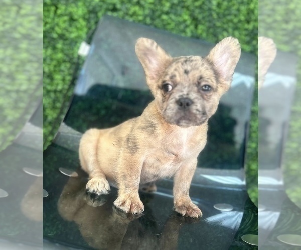 Medium Photo #6 French Bulldog Puppy For Sale in DEAL, NJ, USA