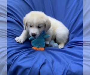 Golden Labrador Puppy for sale in LIVE OAK, FL, USA