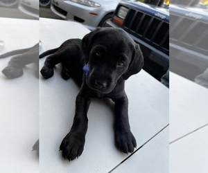 Labrador Retriever Puppy for sale in GRESHAM, OR, USA