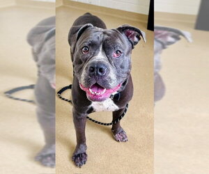 American Pit Bull Terrier-Unknown Mix Dogs for adoption in Derwood, MD, USA