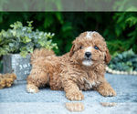 Puppy Skipper Cavapoo