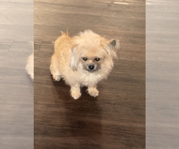 Medium Photo #5 Morkie Poo (Toy) Puppy For Sale in ATLANTA, GA, USA