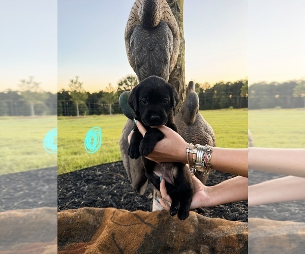 Medium Photo #21 Labrador Retriever Puppy For Sale in GREENWOOD, SC, USA