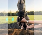 Puppy Blue Collar Labrador Retriever