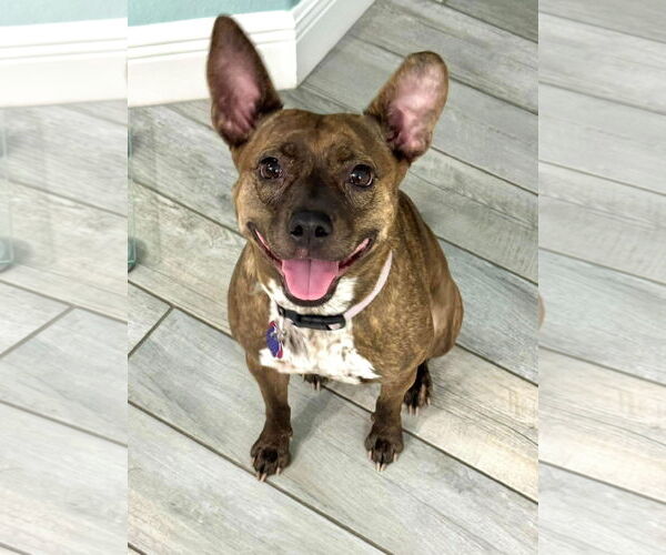 Medium Photo #1 Mutt Puppy For Sale in Naples, FL, USA