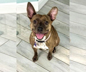 Mutt Dogs for adoption in Naples, FL, USA