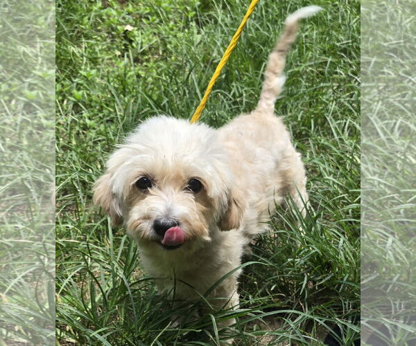 Medium Photo #2 Shih Tzu-Unknown Mix Puppy For Sale in Missouri City, TX, USA