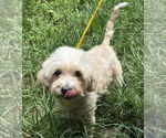 Small #1 Shih Tzu Mix