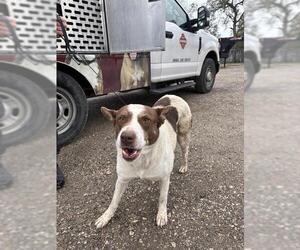 Mutt Dogs for adoption in San Antonio, TX, USA