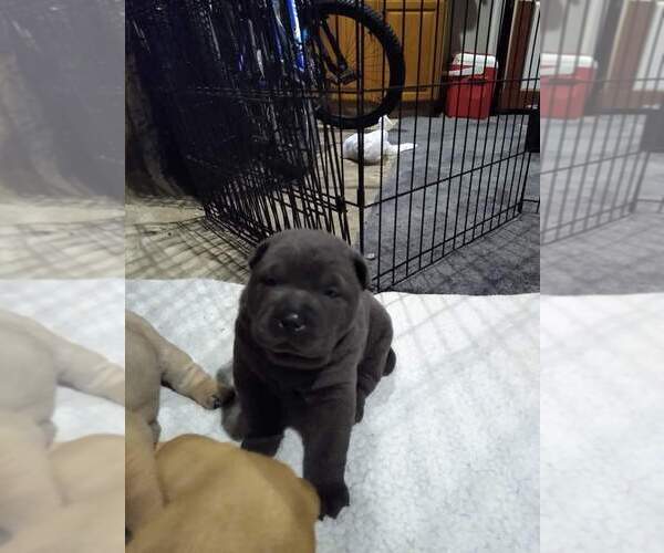 Medium Photo #6 Chinese Shar-Pei Puppy For Sale in BALTIMORE, MD, USA