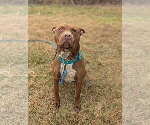 American Pit Bull Terrier-Pointer Mix Dogs for adoption in Kewanee, IL, USA